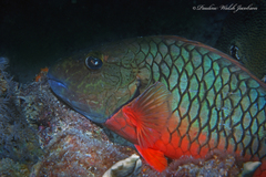 Sparisoma chrysopterum