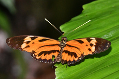 Heliconius hecale felix