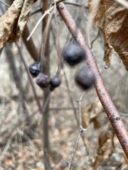 Aronia melanocarpa