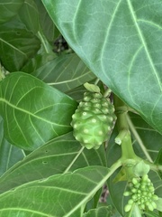 Morinda