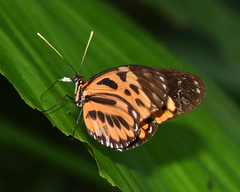 Heliconius hecale felix