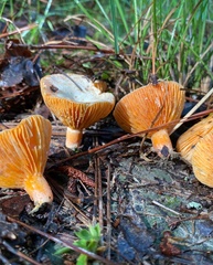 Lactarius salmoneus