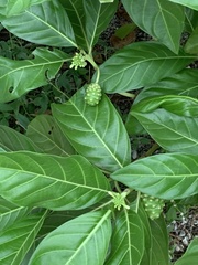 Morinda