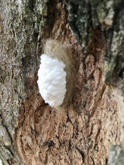 Lymantria dispar