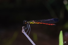 Libellago aurantiaca