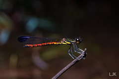 Libellago aurantiaca