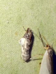 Antaeotricha