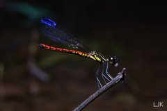 Libellago aurantiaca