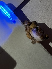 Polypedates megacephalus