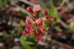 Alysicarpus vaginalis