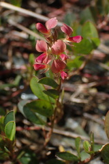 Alysicarpus vaginalis