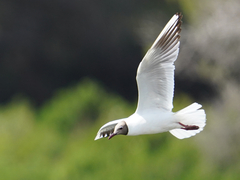 Black-Headed Gull photo 5