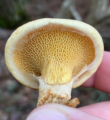 Suillus decipiens
