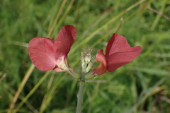 Macroptilium lathyroides