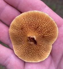 Suillus decipiens