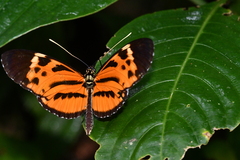 Heliconius hecale felix