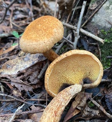 Suillus decipiens