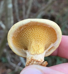 Suillus decipiens