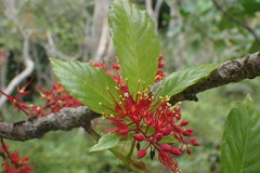 Geissois racemosa