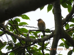 Ficedula mugimaki