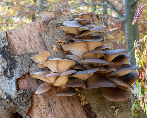Hliva ustricovitá (Pleurotus ostreatus)
