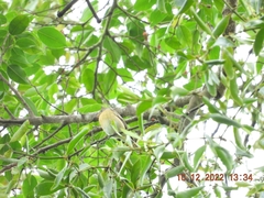 Ficedula mugimaki