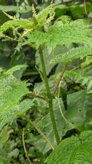 Urtica thunbergiana