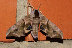 Smerinthus ocellata