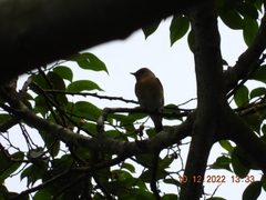 Ficedula mugimaki
