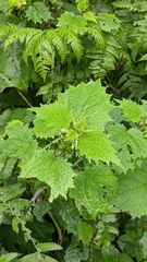 Urtica thunbergiana