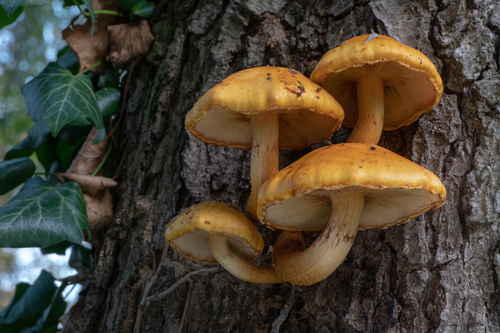Šupinovka slizká (Pholiota adiposa)