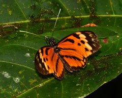 Heliconius hecale felix