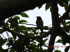 Ficedula mugimaki