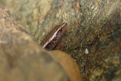 Caledoniscincus atropunctatus