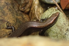 Caledoniscincus atropunctatus