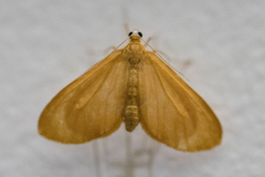 Eubaphe
