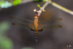 Hydrobasileus croceus