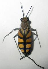 Chaetodera regalis