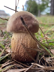 Boletus pseudopinophilus