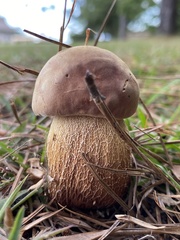 Boletus pseudopinophilus
