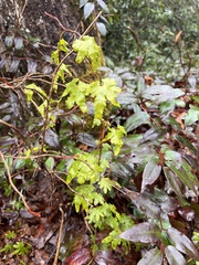 Lygodium palmatum