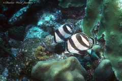Chaetodon striatus