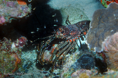 Panulirus guttatus