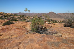 Euryops tenuissimus