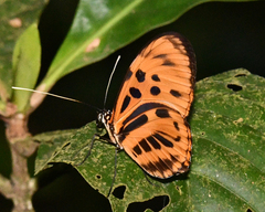 Heliconius numata