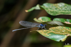 Onychargia atrocyana