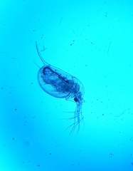 Daphnia
