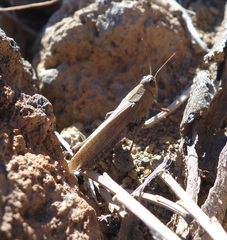 Calliptamus plebeius