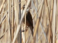 Acrocephalus melanopogon