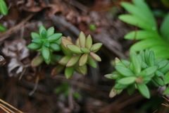 Sedum calcicola